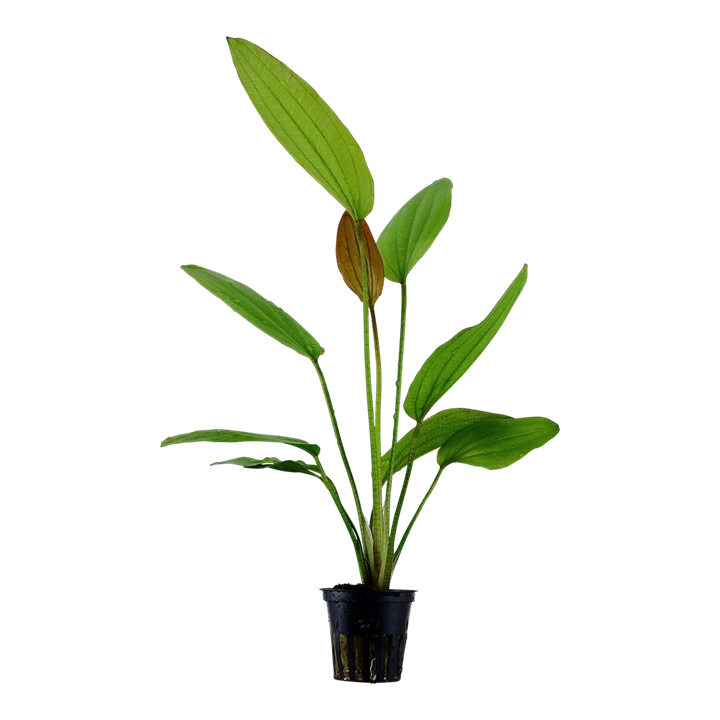 Tropica Akvarieplante i potte Echinodorus Rose